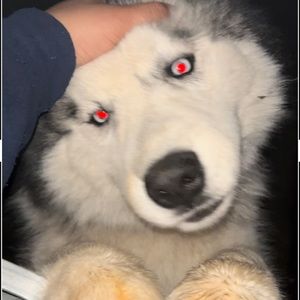 Meet your Posher, Giovanni